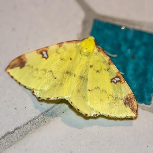 Réf. 212 949 : Opisthograptis luteolata